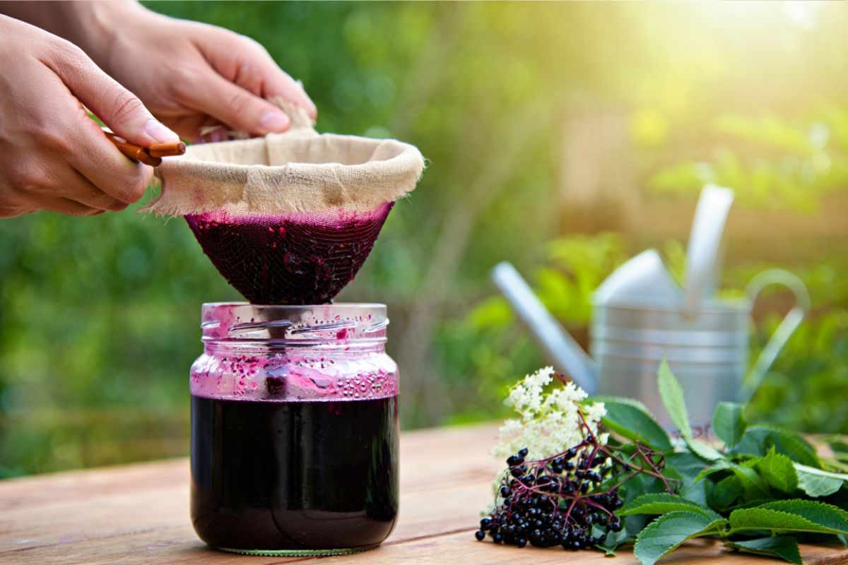 Purin de sureau contre rongeurs : le répulsif naturel efficace au jardin